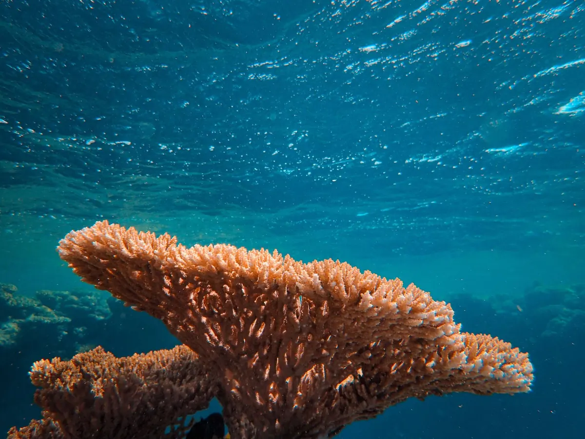 10 Ways UK Aquarists Can Support Coral Conservation from Home