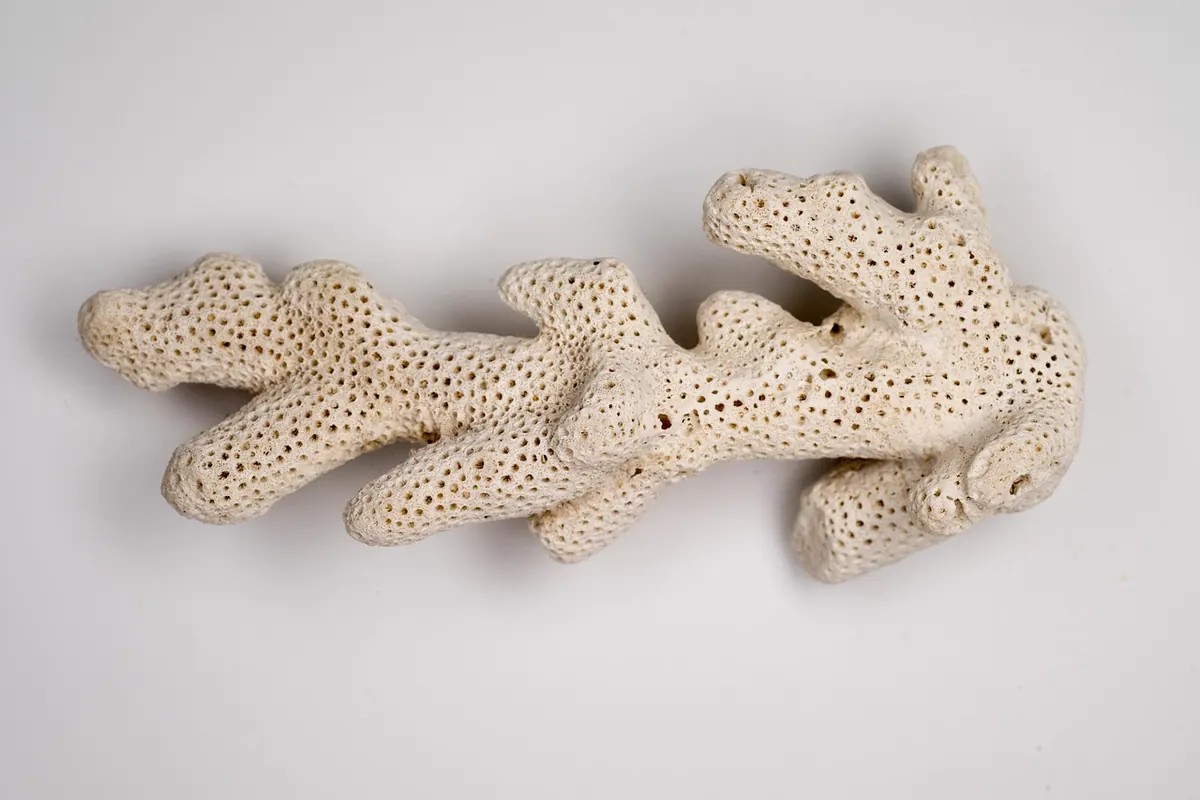 Coral Bleaching Explained: Causes, Signs and How UK Reef Keepers Can Help