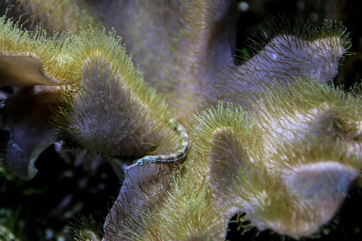 LPS vs SPS Corals: What's the Difference and Which Should You Keep?